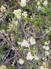 Polygonum dentoceras