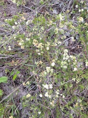 Polygonum dentoceras