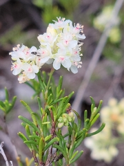 Polygonum dentoceras