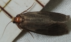 Pterygota