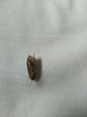 Pterygota