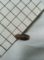 Pterygota