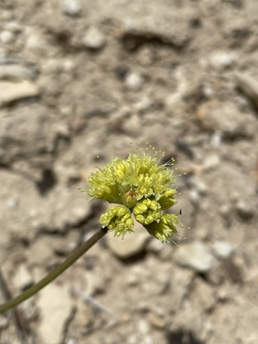 Image of Eriogonum ochrocephalum by (c) Matt Berger, some rights reserved (CC BY)