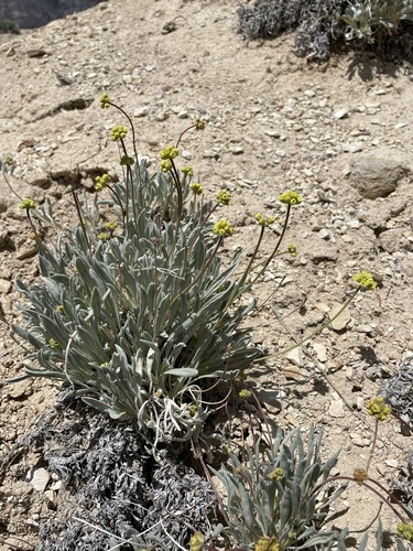 Image of Eriogonum ochrocephalum by (c) Matt Berger, some rights reserved (CC BY)