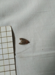 Pterygota