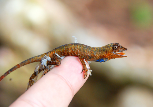 Tanda’s Anole, Anolis tandai