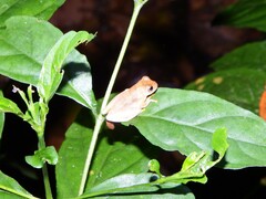 Dendropsophus minutus
