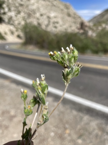 Image of Mentzelia congesta by (c) Matt Berger, some rights reserved (CC BY)