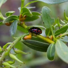 Chrysomela aeneicollis