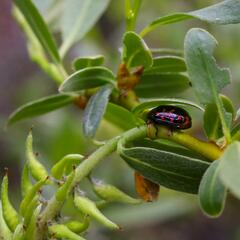 Chrysomela aeneicollis