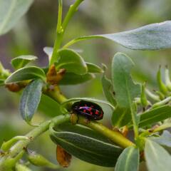 Chrysomela aeneicollis