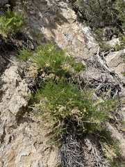 Cymopterus petraeus