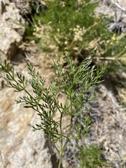 Cymopterus petraeus