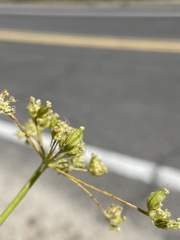 Cymopterus petraeus