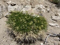Cymopterus petraeus