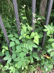 Filipendula ulmaria