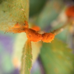 Puccinia lagenophorae image