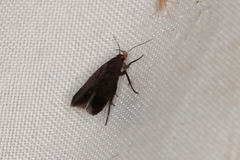 Anacampsis lupinella