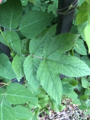 Filipendula ulmaria