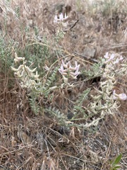 Astragalus andersonii