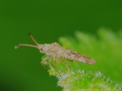 Teleonemia scrupulosa