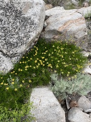 Cymopterus petraeus