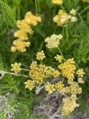 Cymopterus petraeus