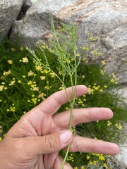 Cymopterus petraeus
