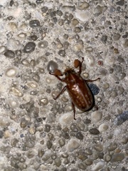 Polyphylla variolosa