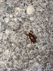 Polyphylla variolosa