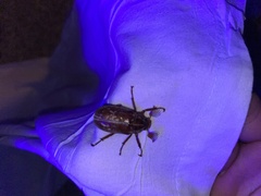 Polyphylla variolosa