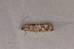 Retinia gemistrigulana