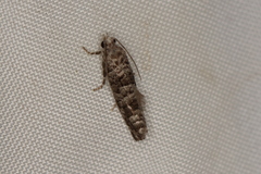 Retinia gemistrigulana