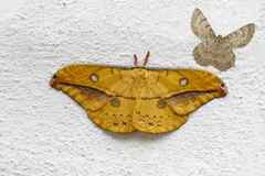 Copaxa flavina miranda