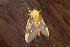 Citheronia maureillei