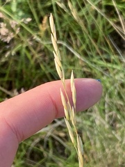 Festuca hallii