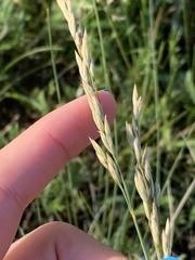 Festuca hallii