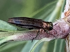 Agrilus quadriguttatus