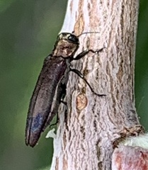 Agrilus quadriguttatus