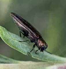 Agrilus quadriguttatus