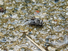 Tabanus trimaculatus