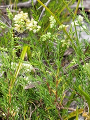 Polygonum dentoceras