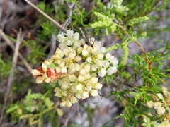 Polygonum dentoceras