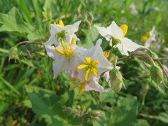 Solanum carolinense