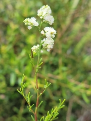 Polygonum dentoceras