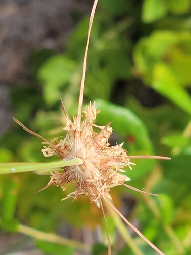 Image of Bulbostylis warei by (c) Jay Horn, some rights reserved (CC BY)