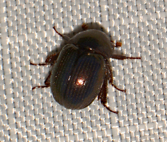 Germarostes globosus