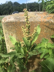 Rumex chrysocarpos