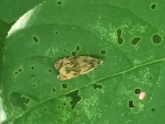 Olethreutes nigranum