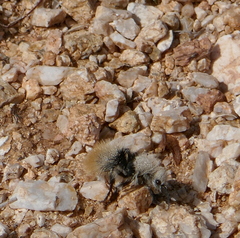 Dasymutilla magna